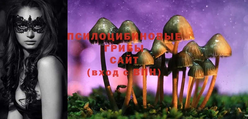 Псилоцибиновые грибы MAGIC MUSHROOMS  blacksprut рабочий сайт  Заречный  наркотики 